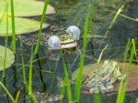 Quakender Teichfrosch in Becken im Botanischen Garten - Erlangen